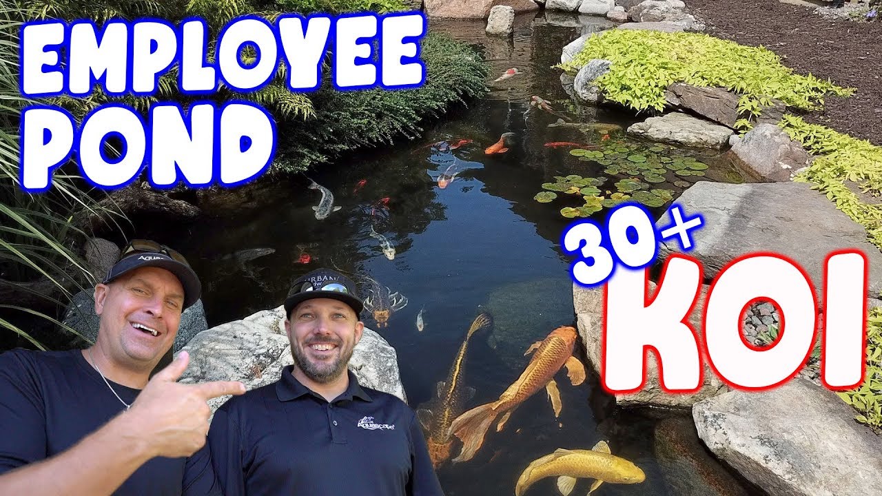 *KOI POND* at Home of Aquascape Employee