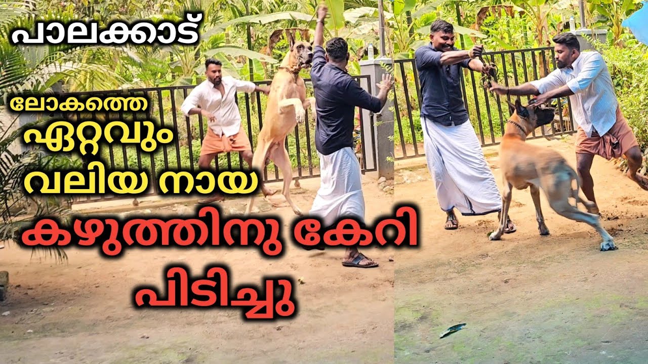 ആക്രമകാരിയായ വലിയ നായ.. ജീവൻ പോയേനെ.. Dog challenge.. Leash talks 