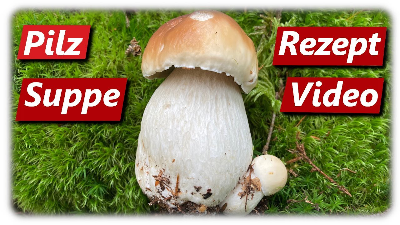 Steinpilz Suppe | Pilz Rezept für frische Pilze wie Champignons, Kräuterseitlinge, Parasole, Maronen