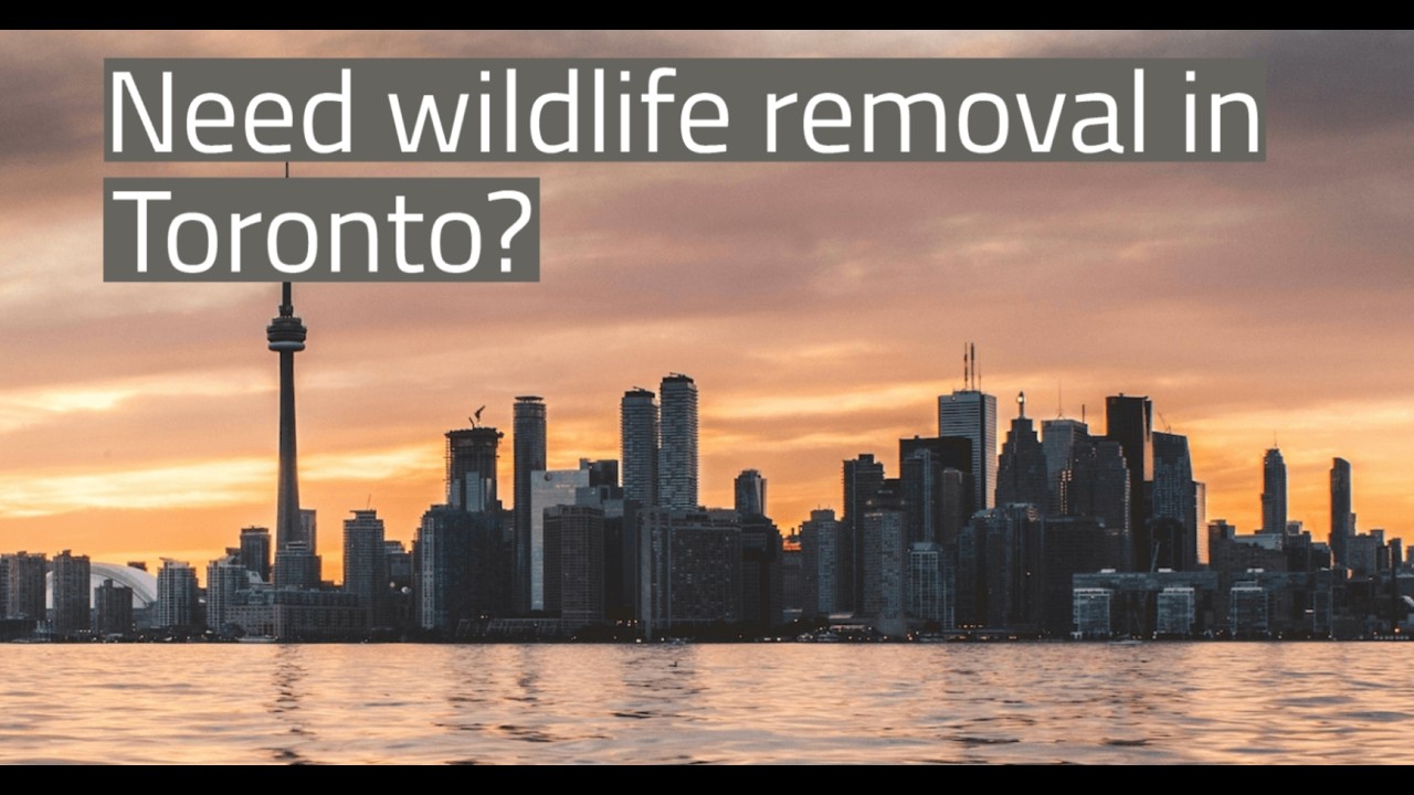 Toronto Wildlife Removal