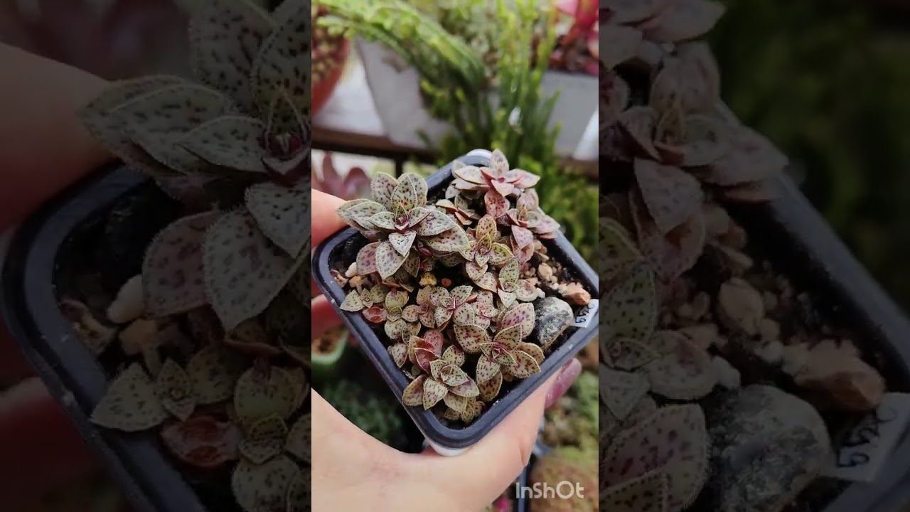 Крассула.Излишки коллекции   ,, Вальс суккулентов... 