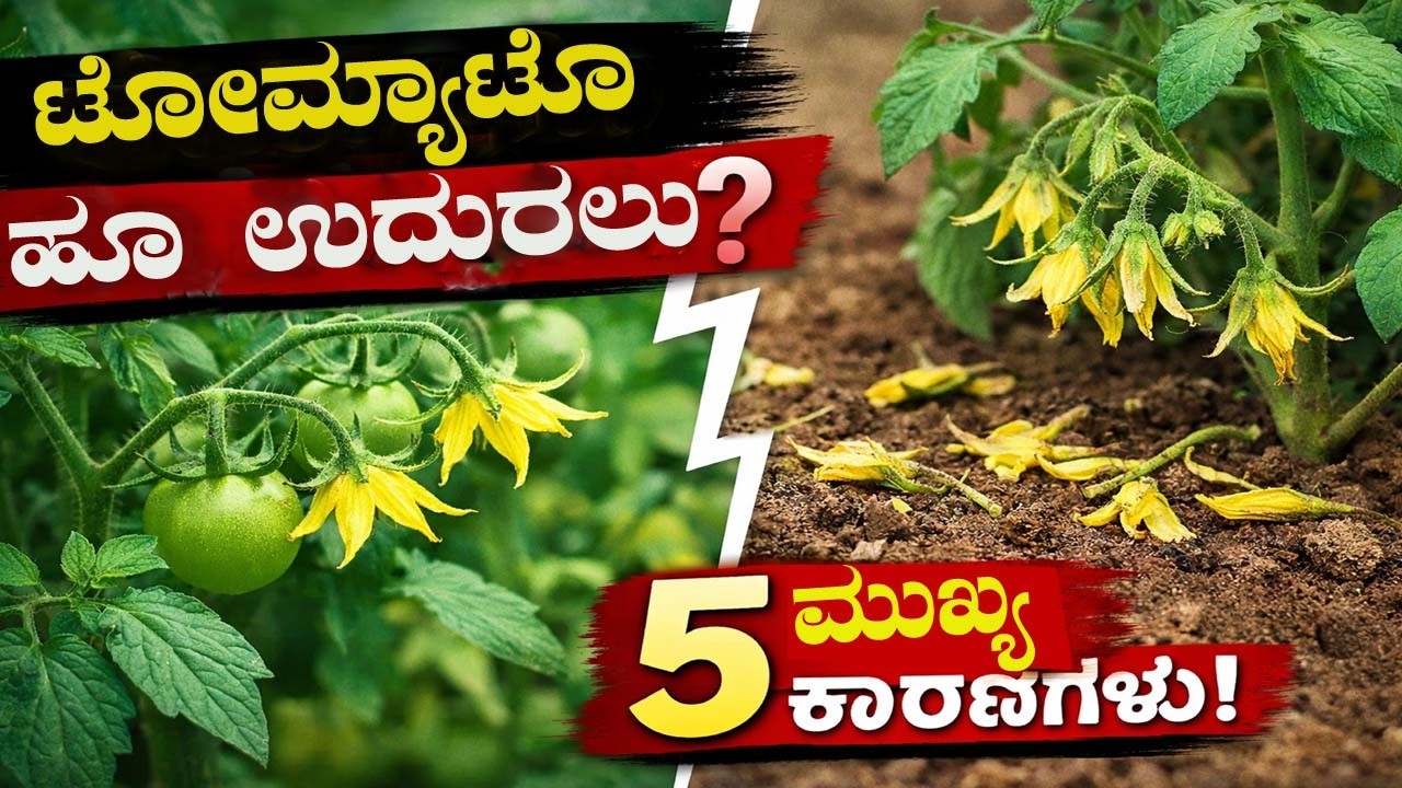 ಟಮಾಟೋ ಗಿಡದಲ್ಲಿ ಹೂವುಗಳು ಬೀಳುತ್ತಿದೆಯಾ?