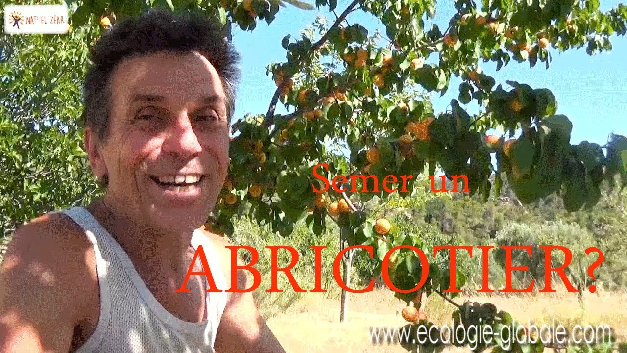 Semer un ABRICOTIER ?