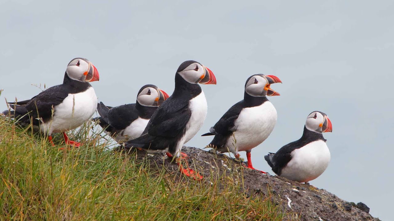 Puffin Watching Express Cruise in Reykjavik, Iceland