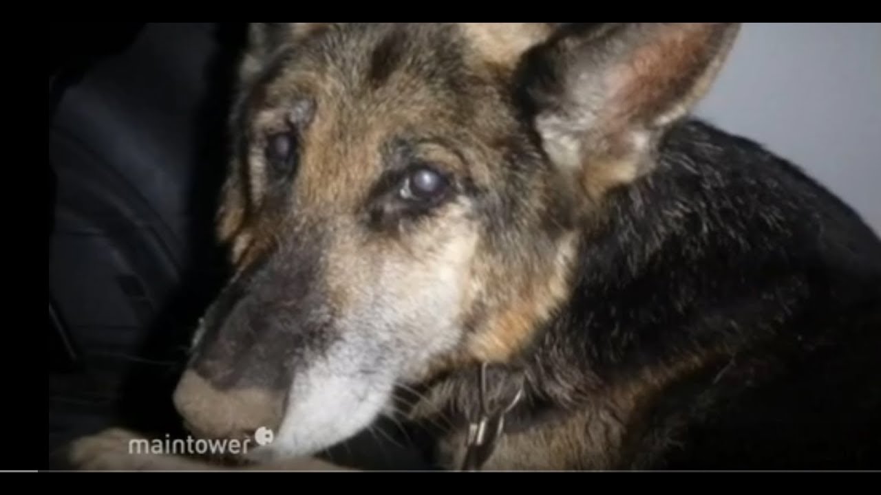 Hund in der Wetterau ausgesetzt - unendliche Qualen | maintower