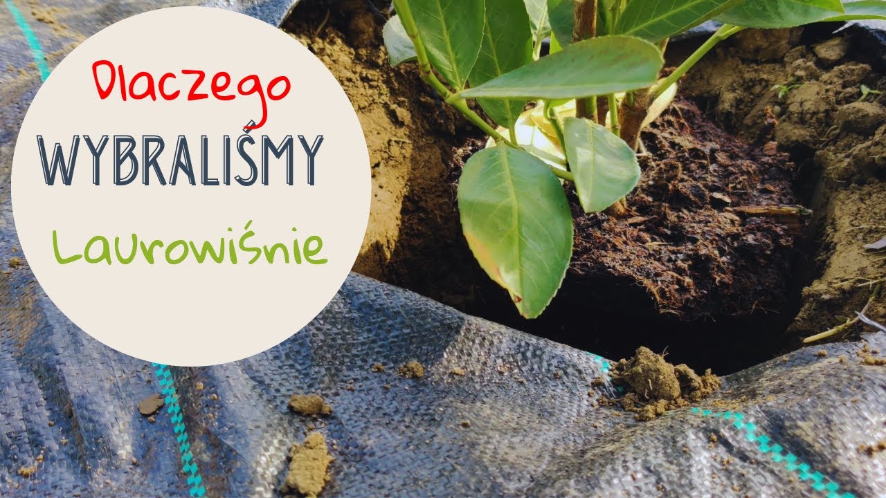 Dlaczego laurowiśnia jest lepsza niż tuja? Odkryj zalety tej rośliny na żywopłot