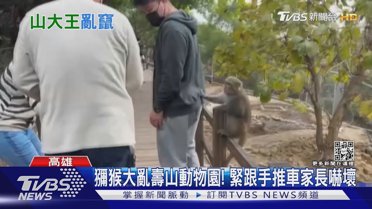 壽山動物園猴群作亂! 狠搶食物 家長:危險..怕遭攻擊｜TVBS新聞 @TVBSNEWS01