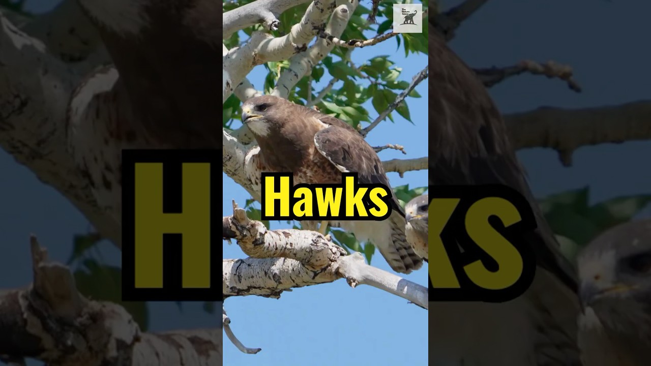 3 Rare Facts About Hawks You Didn&rsquo;t Know! #facts #hawks #animalknowledge
