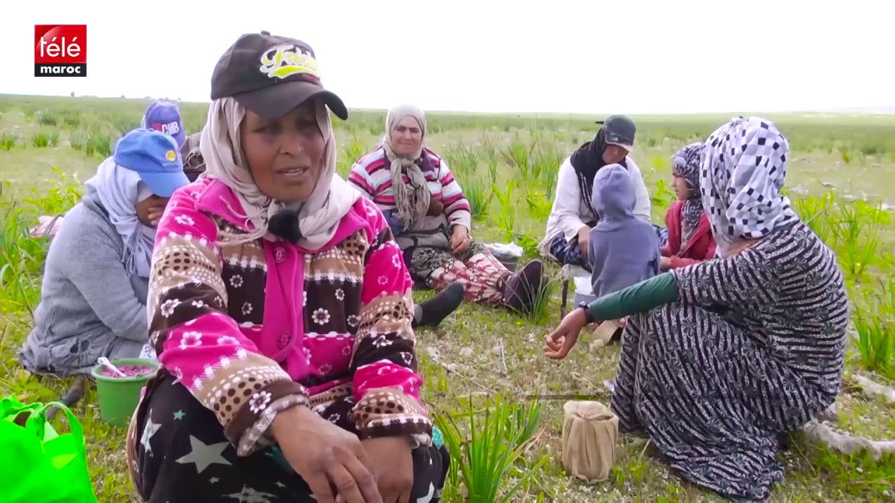من باطن الأرض إلى أفخم الموائد... أو قصة نساء مغربيات يجمعن 