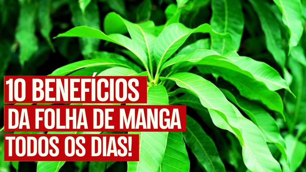 15 Benefícios da FOLHA de MANGA: Para que Serve e Como Usar - TEM EFEITOS COLATERAIS?
