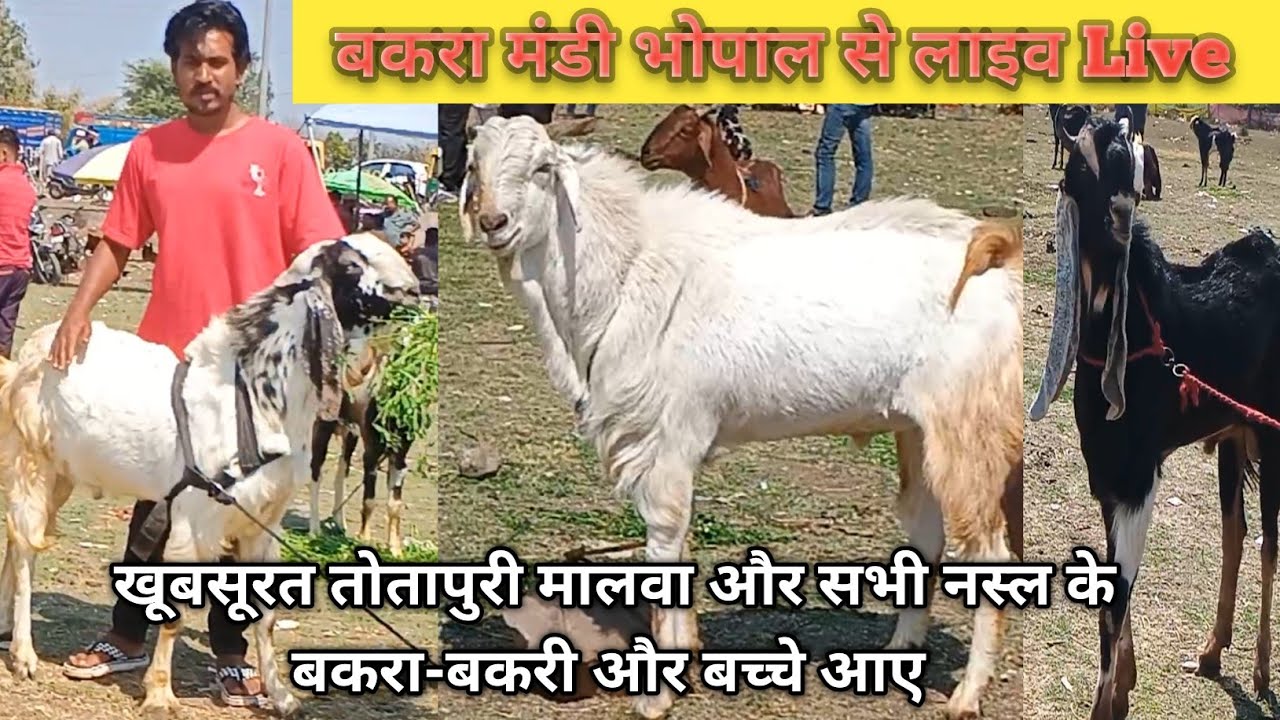 बकरा मंडी भोपाल से लाइव Live खूबसूरत तोतापुरी मालवा और सभी नस्ल के बकरा-बकरी और बच्चे आए -02/03/2026