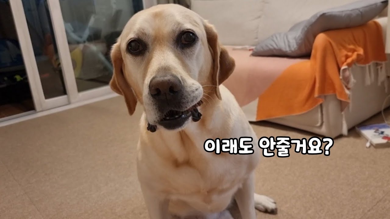 간식달라는거 거절했더니 리트리버가 한 천재적이고 웃긴 행동