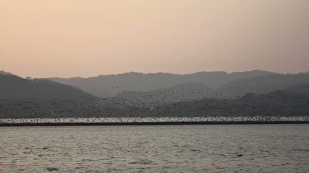 예산 예당호 가창오리 (260220)