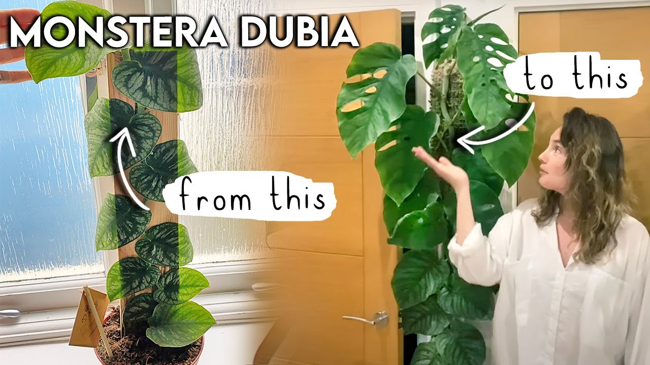 How To Make Your Dubia MATURE + Fenestrate 🌿 Sizing Up Your Monstera Dubia TOP TIPS