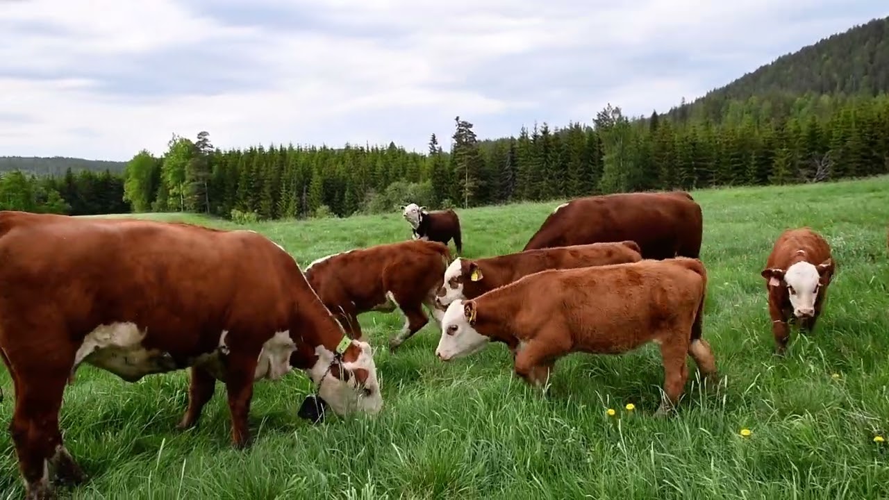 Herefordkuer slippes på beite med kalver