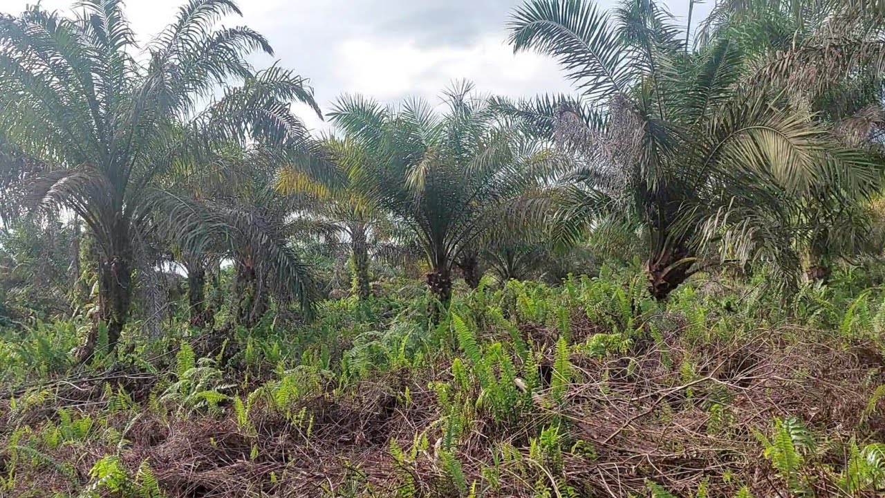 CARA MERAWAT SAWIT YANG RUSAK