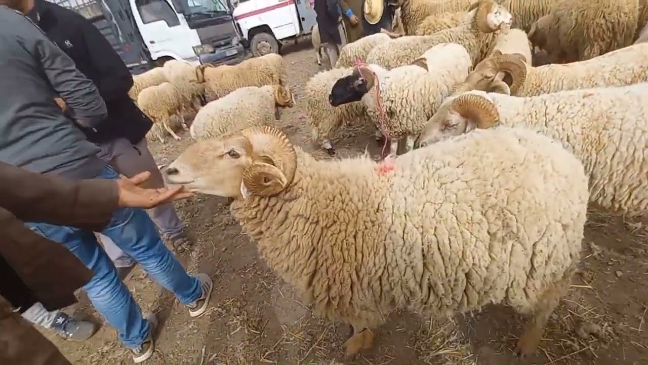 اجي تشوف اثمنة حولي العيد من سوق الغنم  السبت الزينات اقليم طنجة  🐏🐏🐂