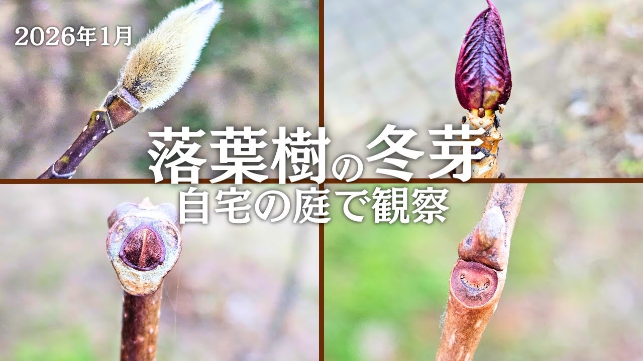 【植物観察】自宅の庭で落葉樹の冬芽を観察　コブシ、アジサイ、キハダ等