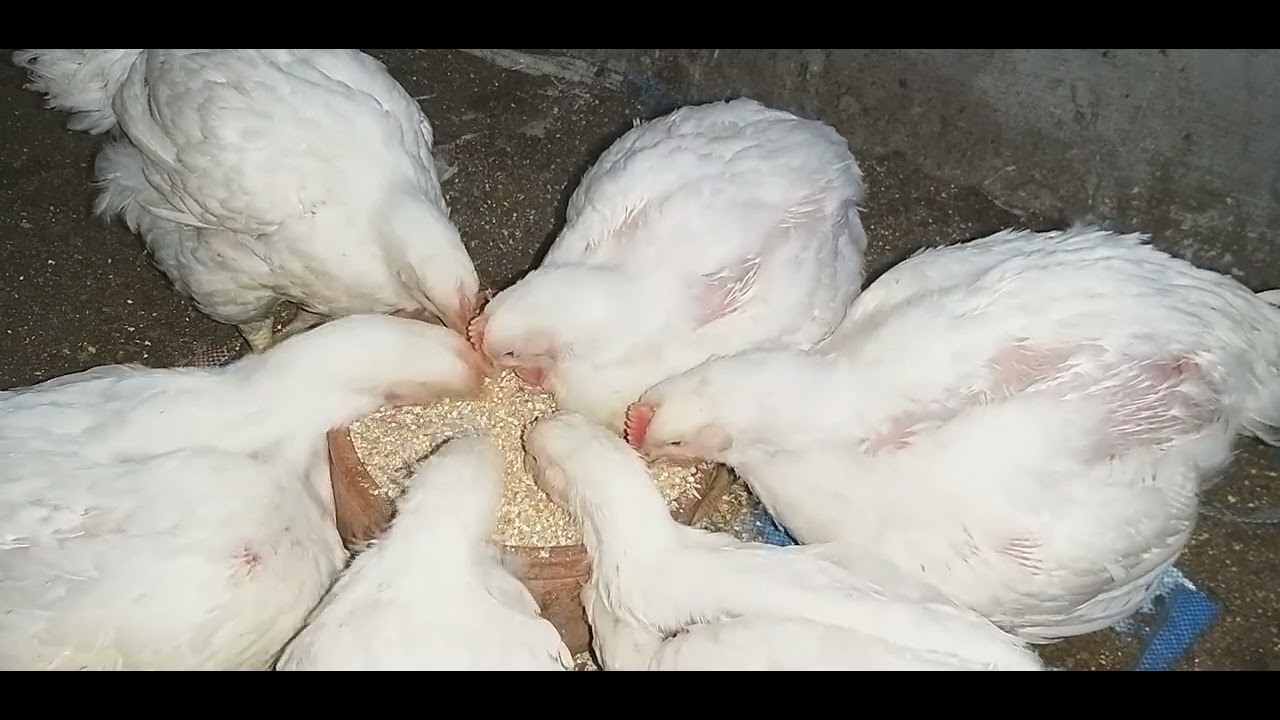ازاى تملى بيتك خير ببلاش الفراخ البيضة عمر ٤٥ يوم والأوزان وهم وبدون علف من عمر يوم تعالى شوفي بنفسك