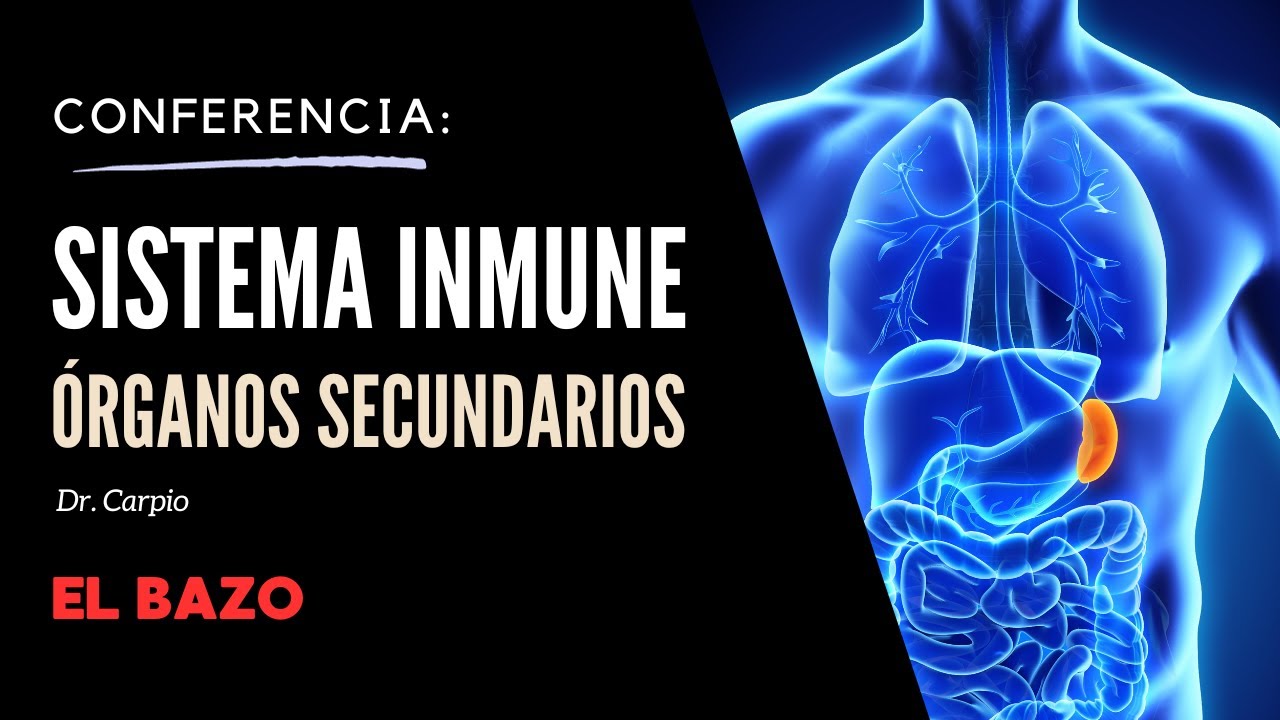 Órganos secundarios del sistema inmunitario. El bazo.