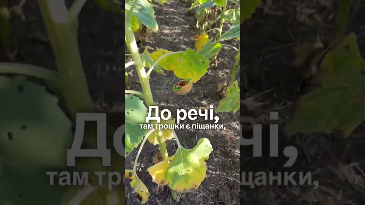 Огляд 18-ти гібридів соняшника🌻ТМ
