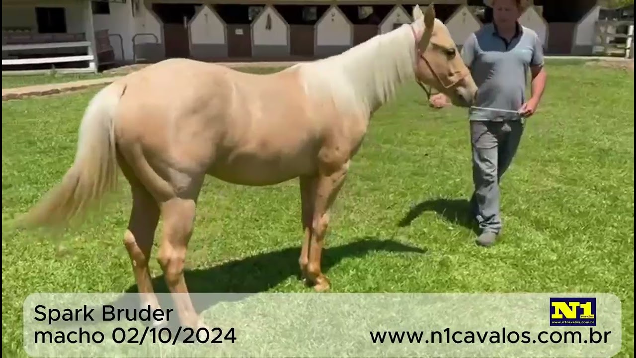 Spark Bruder a venda no N1Cavalos