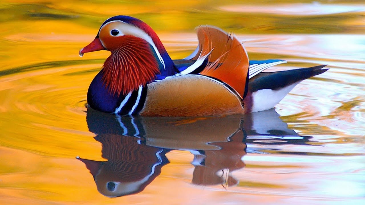 Mandarin Ducks | Living Works Of Art