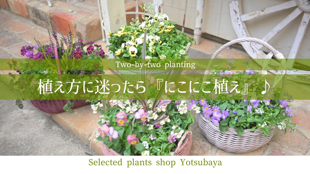 ビオラの寄せ植え　植え方に迷ったら　にこにこ植え　がおすすめ♪