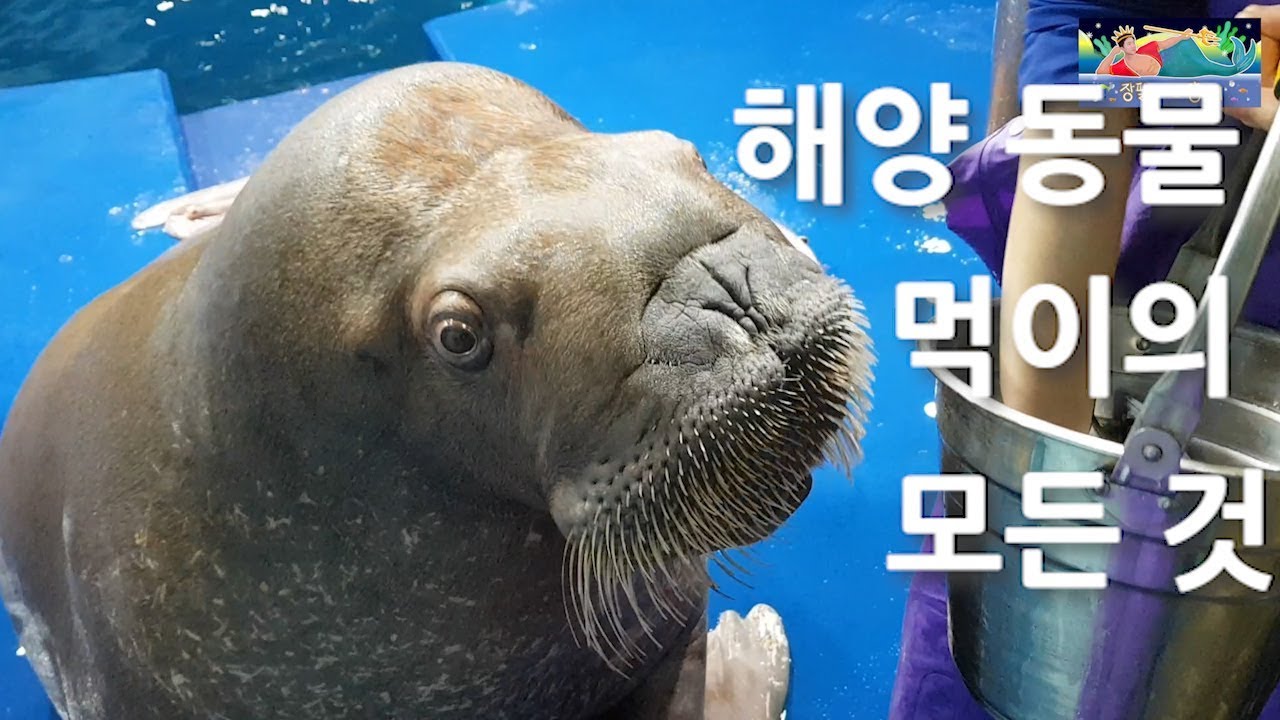 해양 동물 먹이의 모든 것(feat. 바다코끼리 먹이주기)
