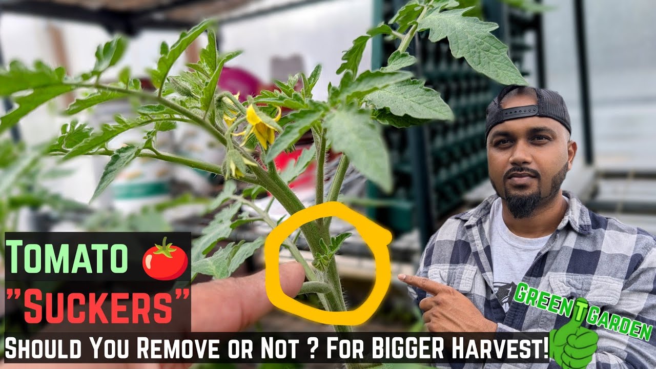 Tomato Suckers "Everything you need to know" 