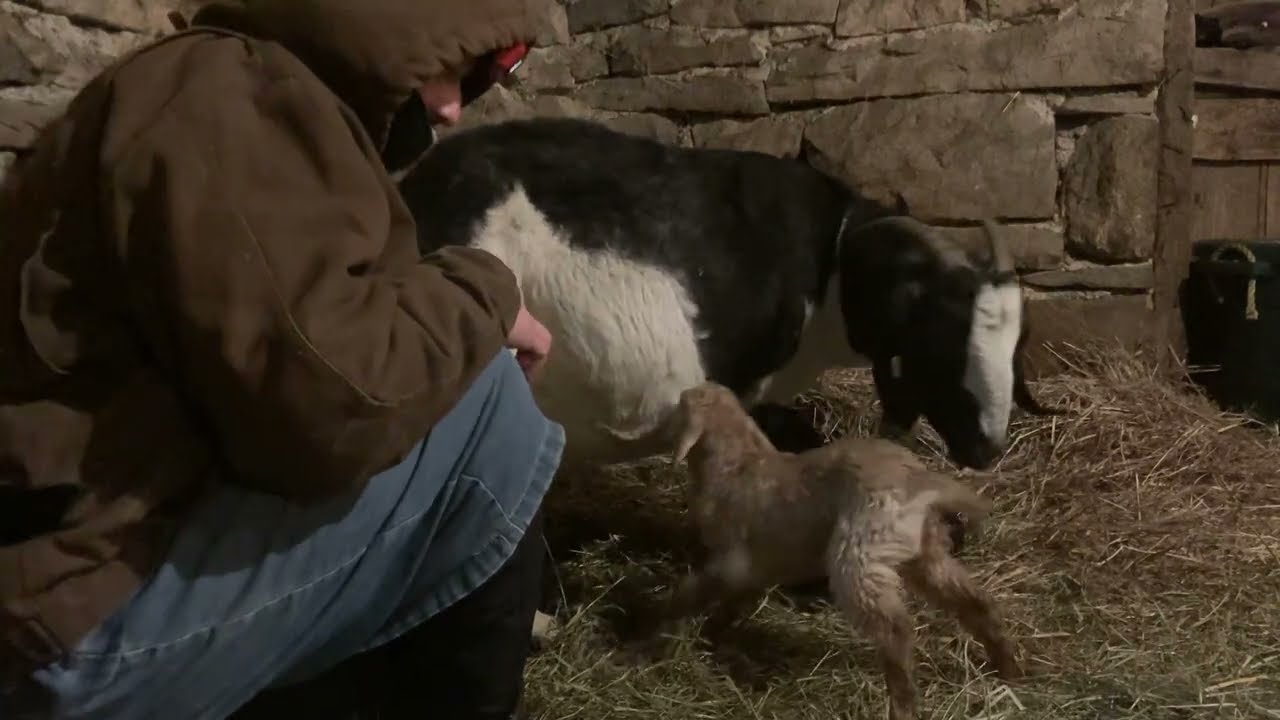 More and More BABY GOATS (goat BIRTH)