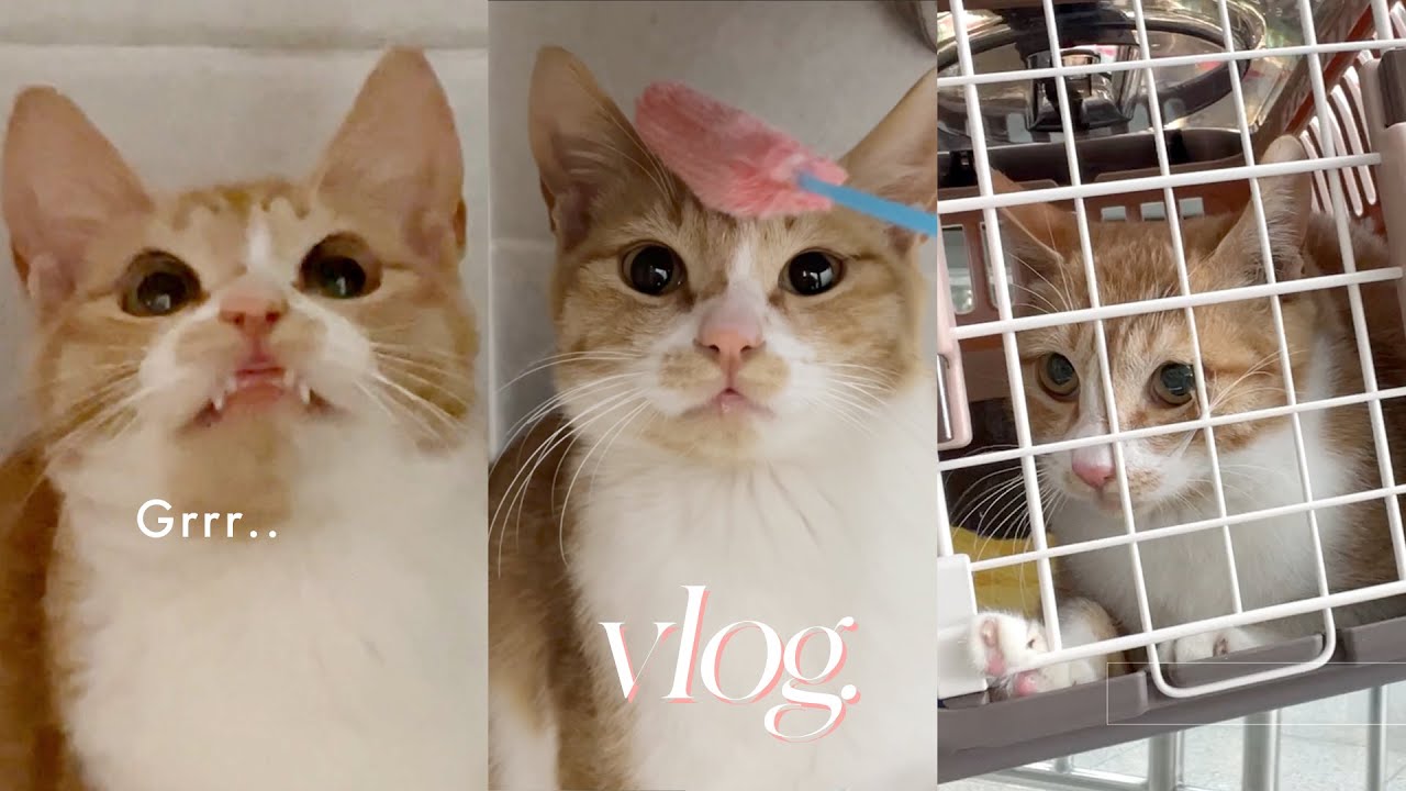 지옥의 터치훈련🪄길냥이 냥생역전 시켜주기🏡 집사일상 브이로그 vlog