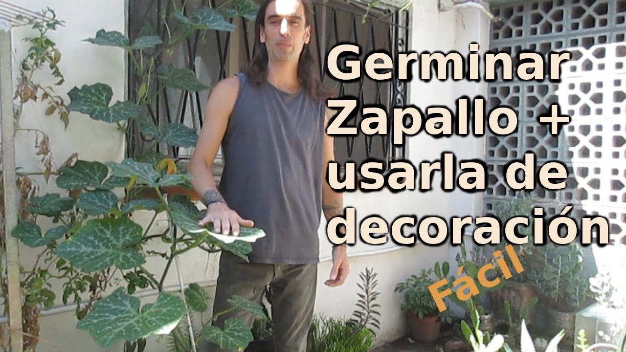 Cultivar zapallo en maceta + decorar con la planta de zapallos (f&aacute;cil)