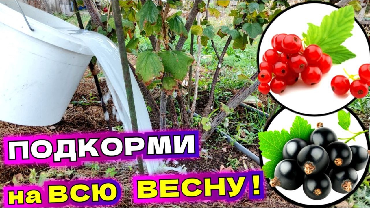 Чем и когда подкормить смородину весной, лучшие удобрения для кустов