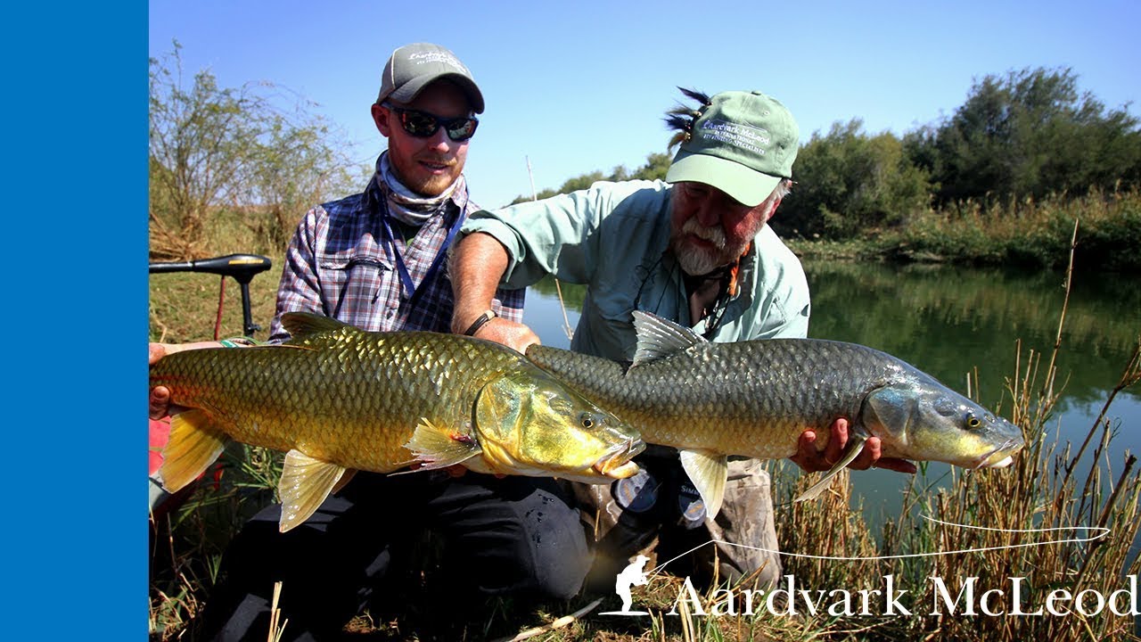 Fly fishing for Largemouth Yellowfish on the Orange River