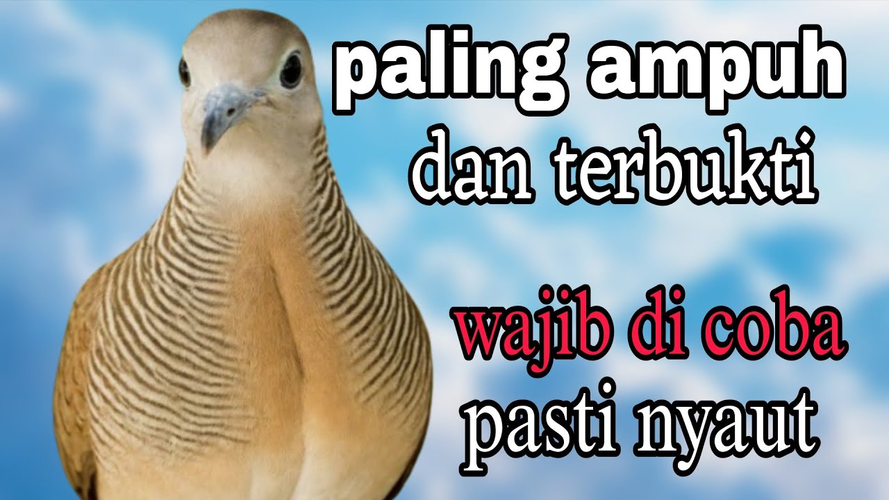 Peekutut lokal gacor paling ampuh dan terbukti wajib d coba pasti nyaut