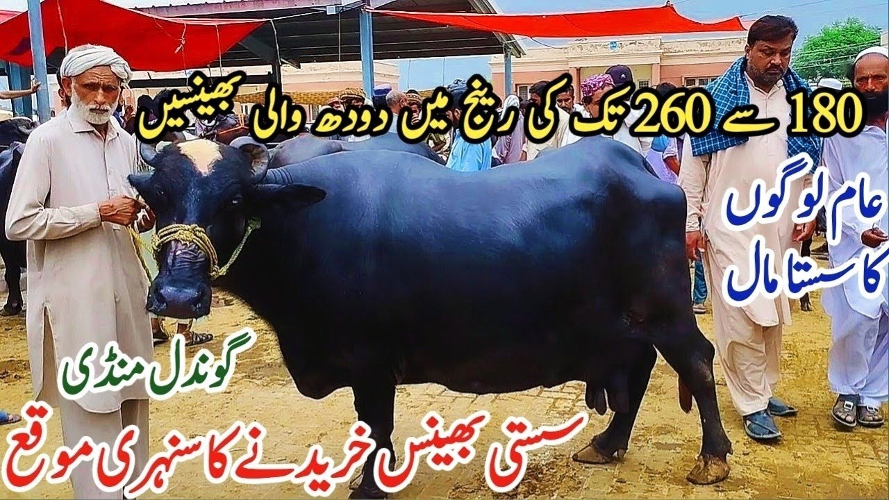 Today Gondal Mandi latest update 15 Sep 2025! Murrah buffalo for sale in Punjab! Milking buffalo!