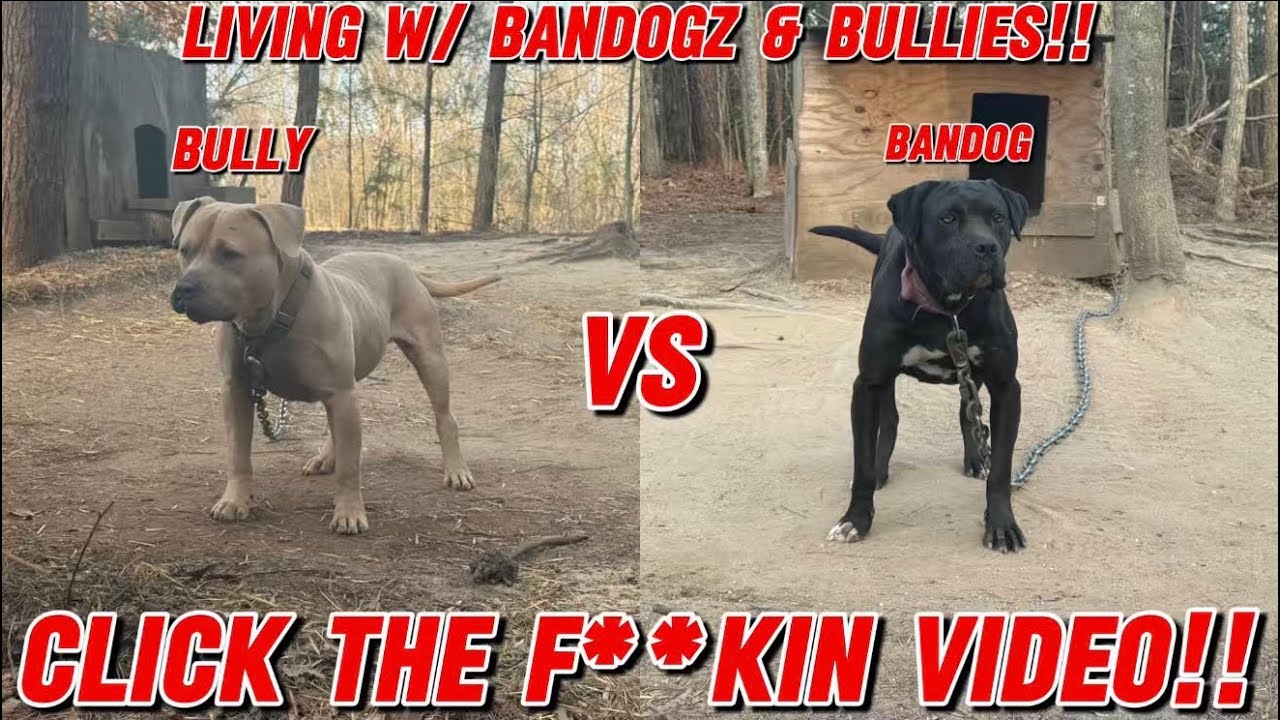 Vlog #157 The Bite Sleeve & Dog Supplements Came In!