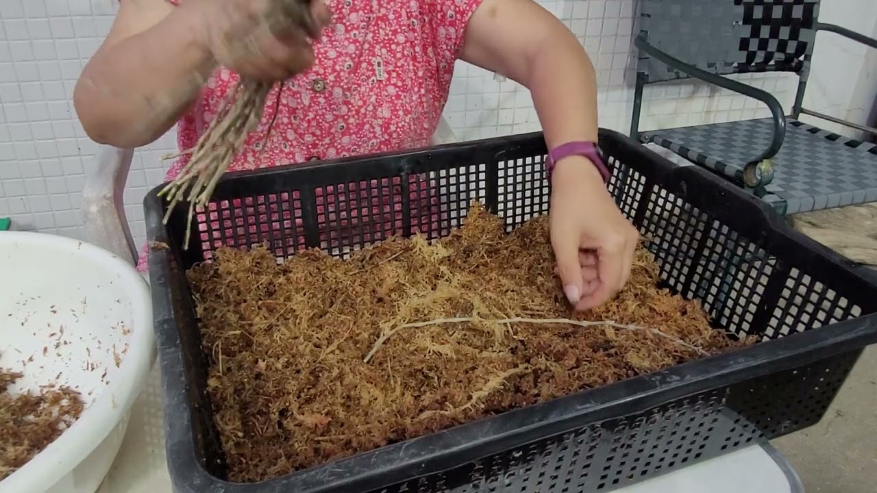 天宮石斛大量繁殖