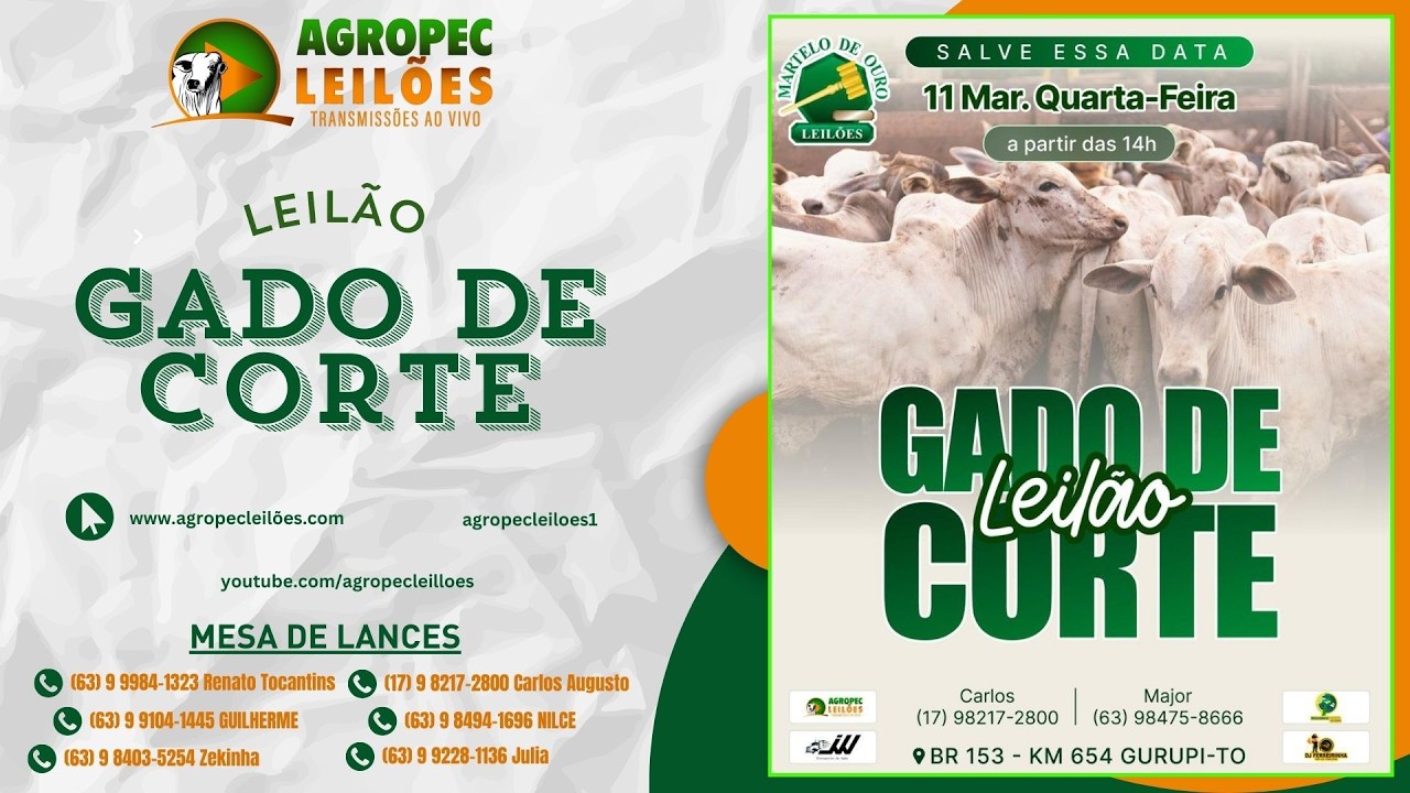 Agropecleiloes- AO VIVO -  LEILÃO GADO DE CORTE | MARTELO DE OURO LEILÕES - GURUPI-TO - 11/03/26.