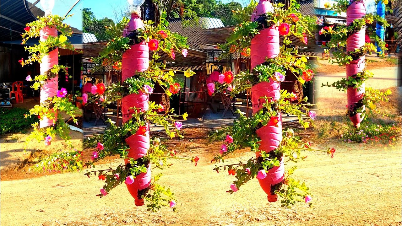 คุณนายตื่นสาย diyขวดพลาสติกปลูกดอกไม้คุณนายตื่นสายให้สวยสร้างรายได้