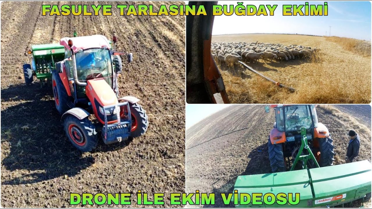 FASULYE TARLASINA BUĞDAY EKİMİ~DRONE İLE EKİM VİDEOSU