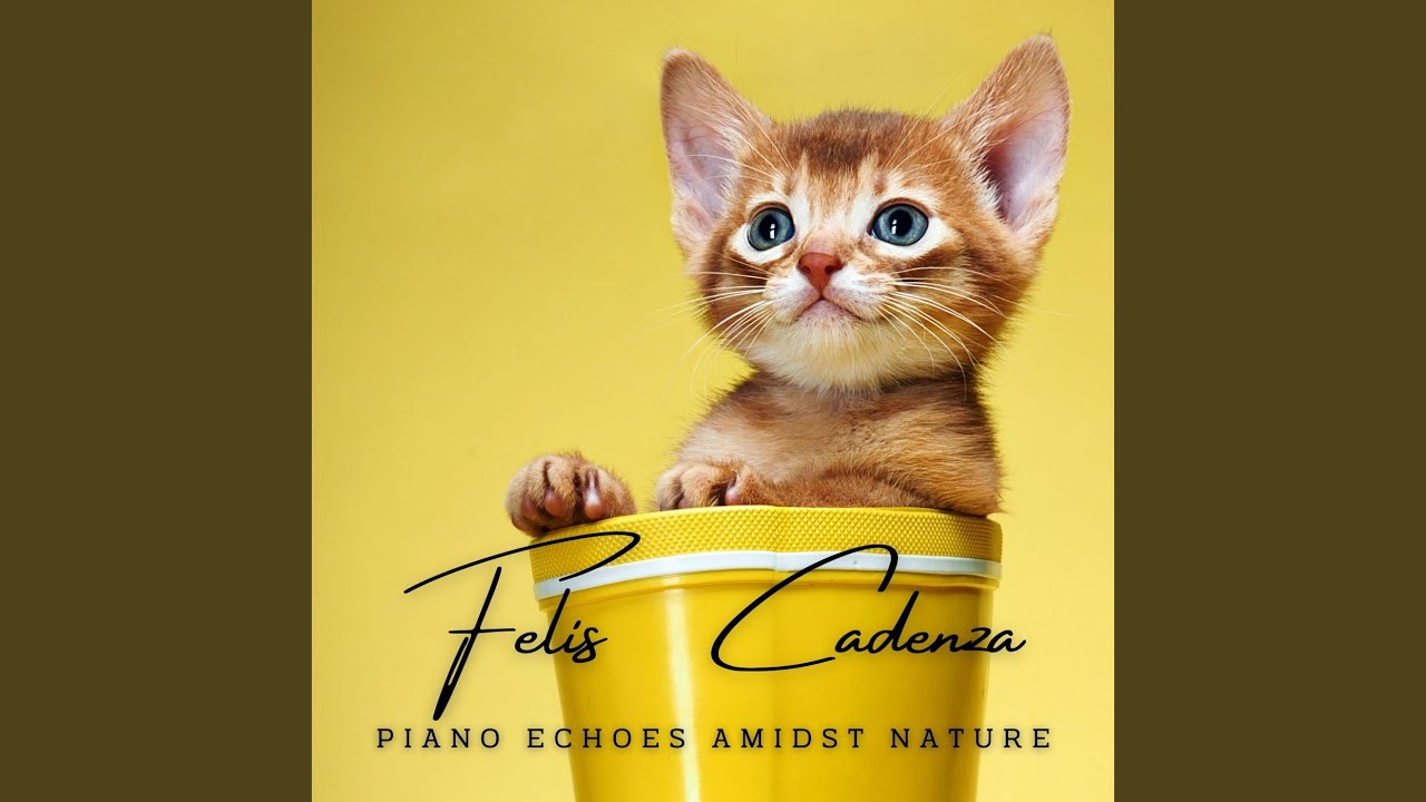 Purrfect Piano Harmony