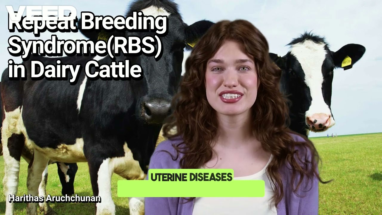 Repeat Breeding Syndrome in Dairy Cattle : The Reproductive Challenge Every Dairy Farmer Must Know