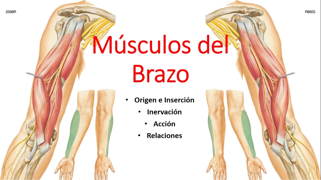 Anatomía - Músculos del Brazo (Origen, Inserción, Inervación, Acción, Relaciones)