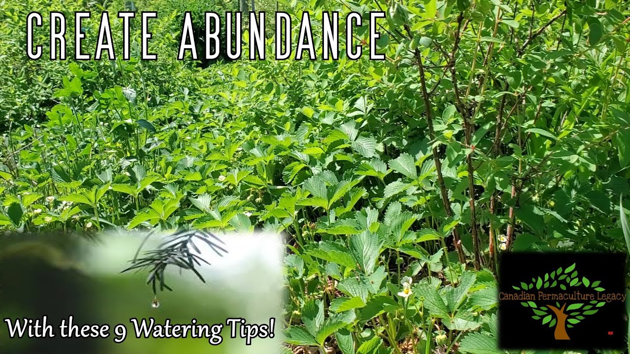 9 Essential Watering Tips for your garden or food forest