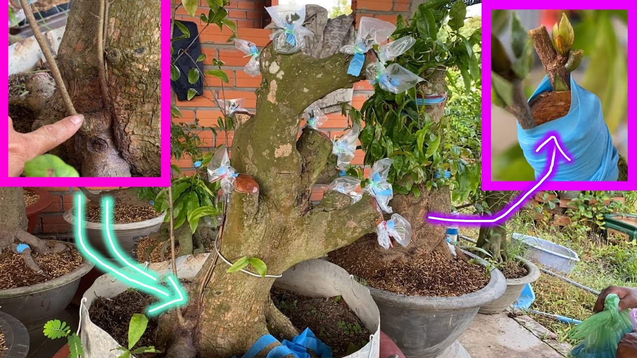 Kết Quả Ghép Rễ Và Cách Ghép Bo Mai Vàng Nhanh Kéo Da.
