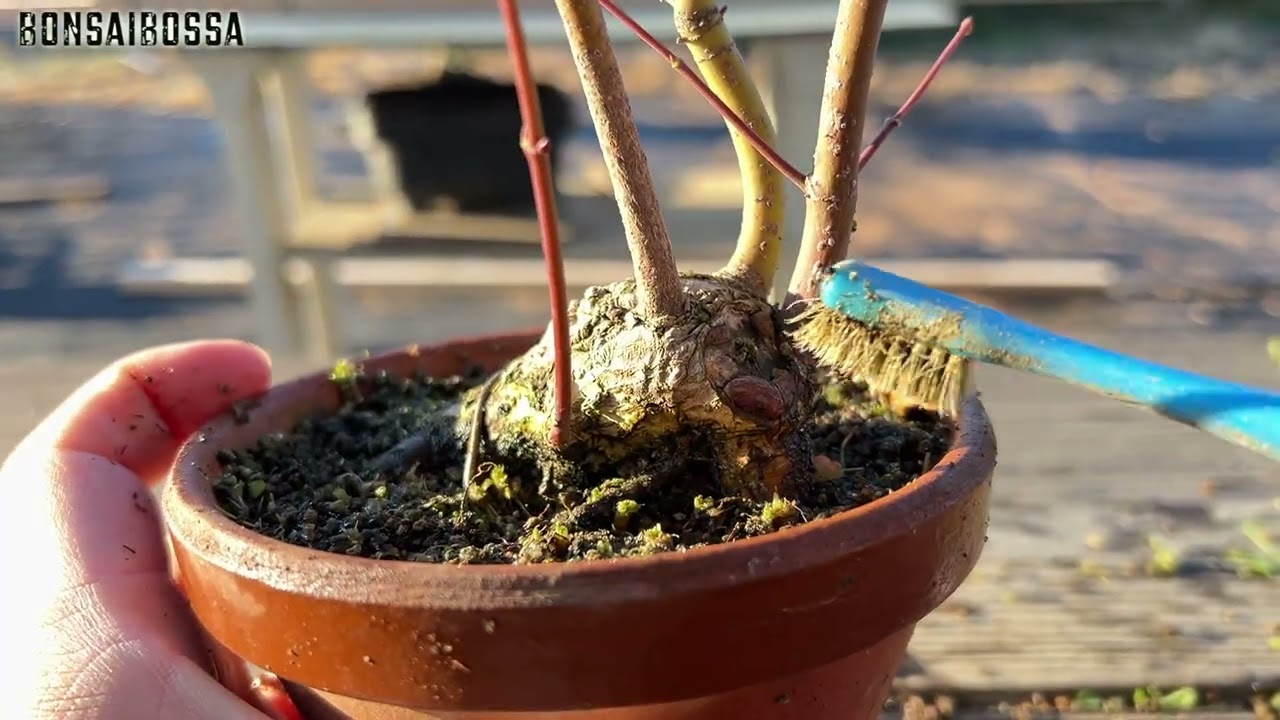 【YMJ】３ヶ所根接ぎ中の山もみじ #盆栽 #bonsai