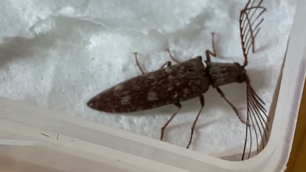 過去の動画　個性豊かなコメツキムシ