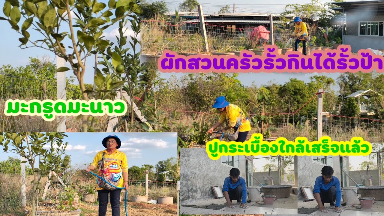 คืบหน้ากระเบื้องใกล้เสร็จ!!ผักสวนครัวรั้วกินได้บ้านป้า